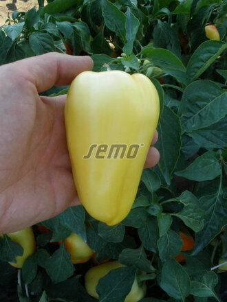 Paprika zeleninová Amyka