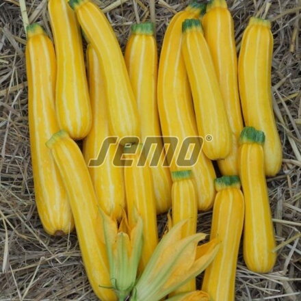 Cuketa Sunstripe F1