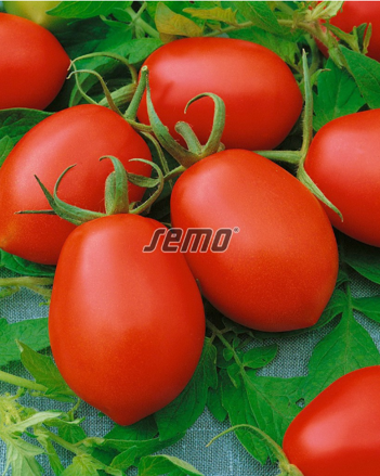 Paradajky kríčkové DENÁR